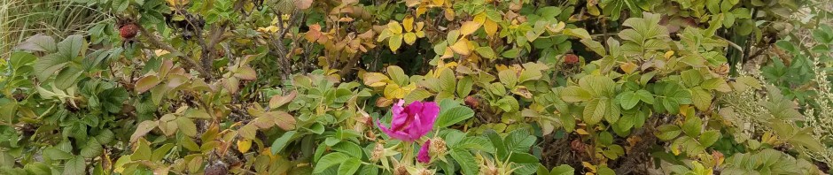 Beach Flower and Grass
