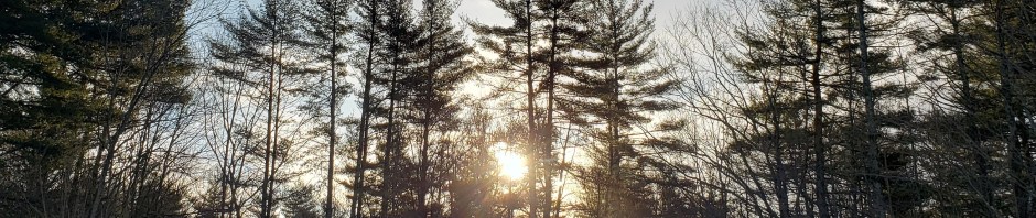 Sunny morning, shining through the trees